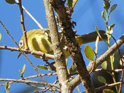 Image of African Yellow White-eye