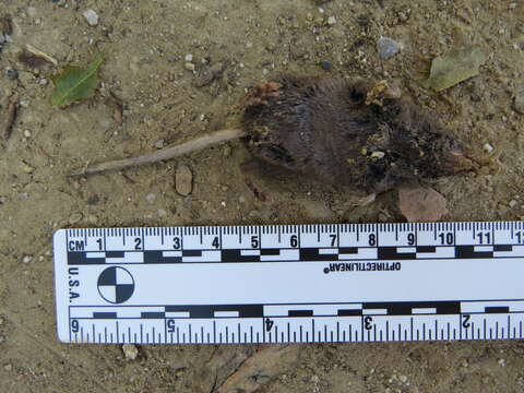 Image of Vagrant Shrew