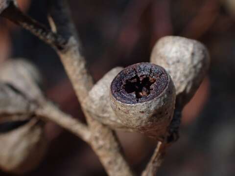 Imagem de Eucalyptus paniculata Sm.