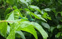 Image of Appalachian Jewelwing