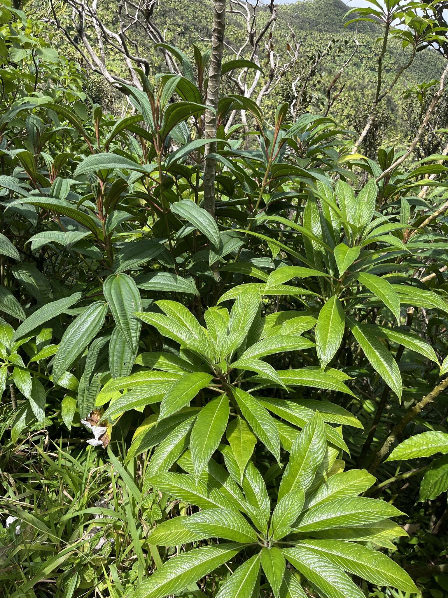 Image de Lobelia portoricensis (Vatke) Urb.