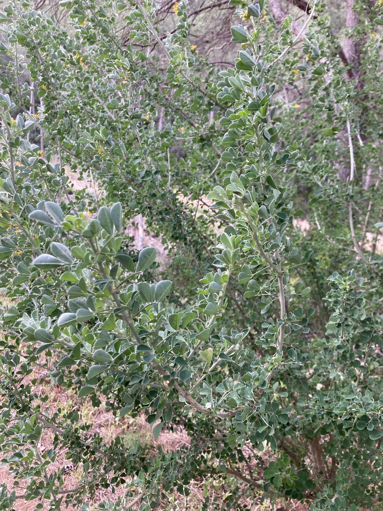 Image of Medicago arborea subsp. arborea