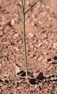 Image of Eriogonum exaltatum M. E. Jones