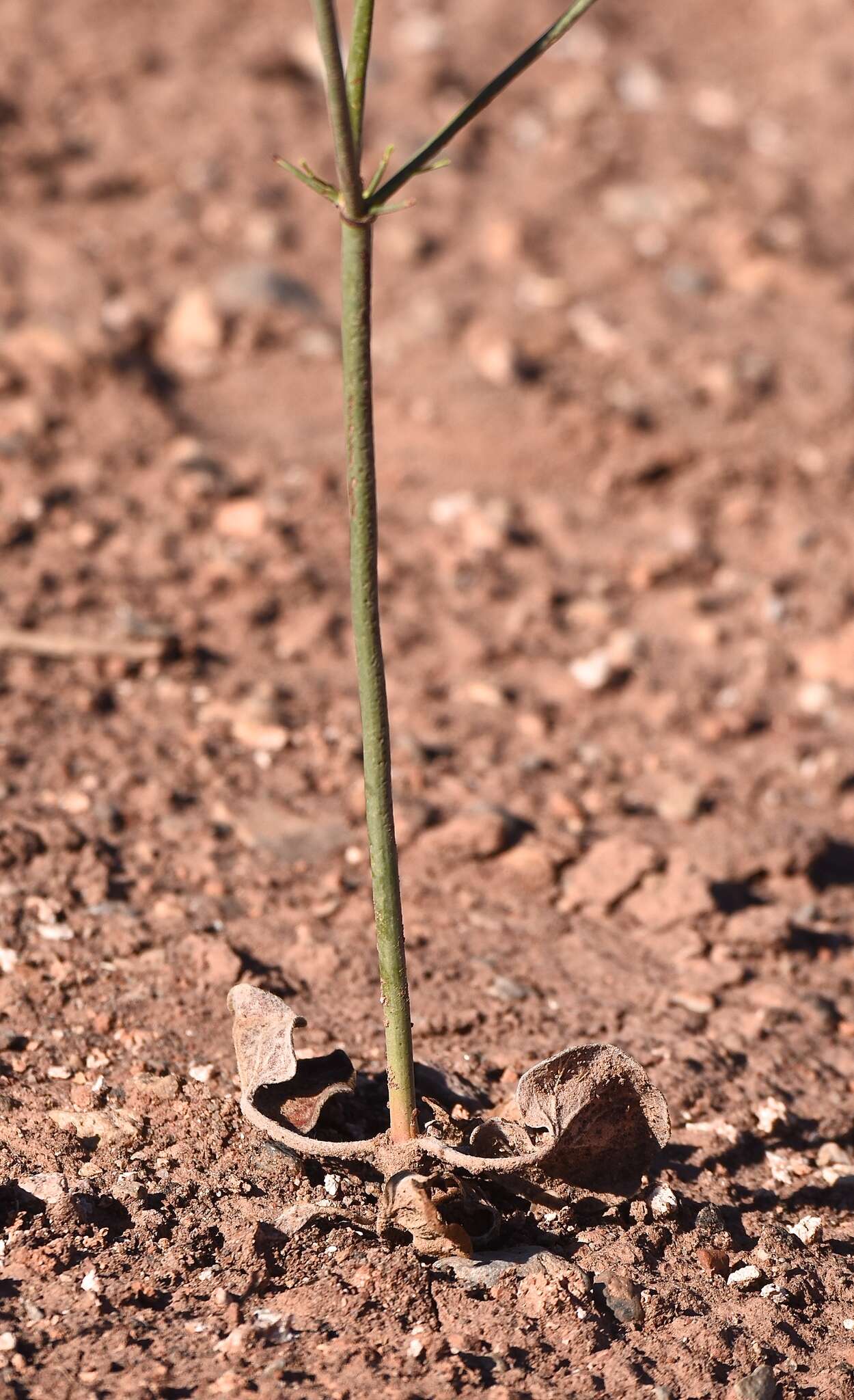 Image of Eriogonum exaltatum M. E. Jones