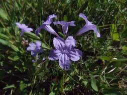 صورة Ruellia nudiflora var. nudiflora