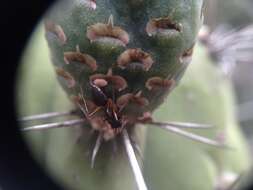 Image of Toothpick Cactus