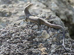 Image of Varanus tristis orientalis Fry 1913