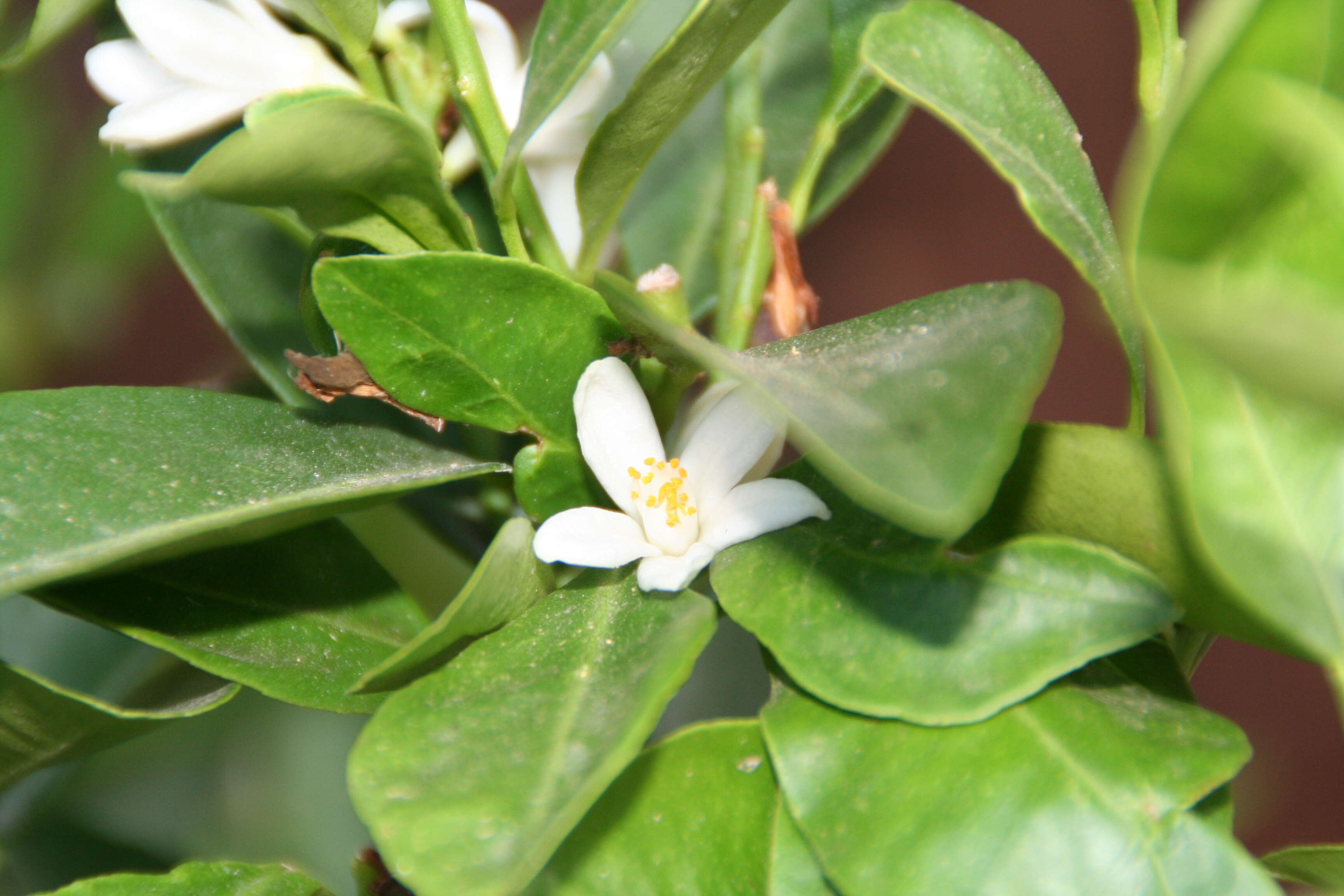 Image of Citrus reticulata