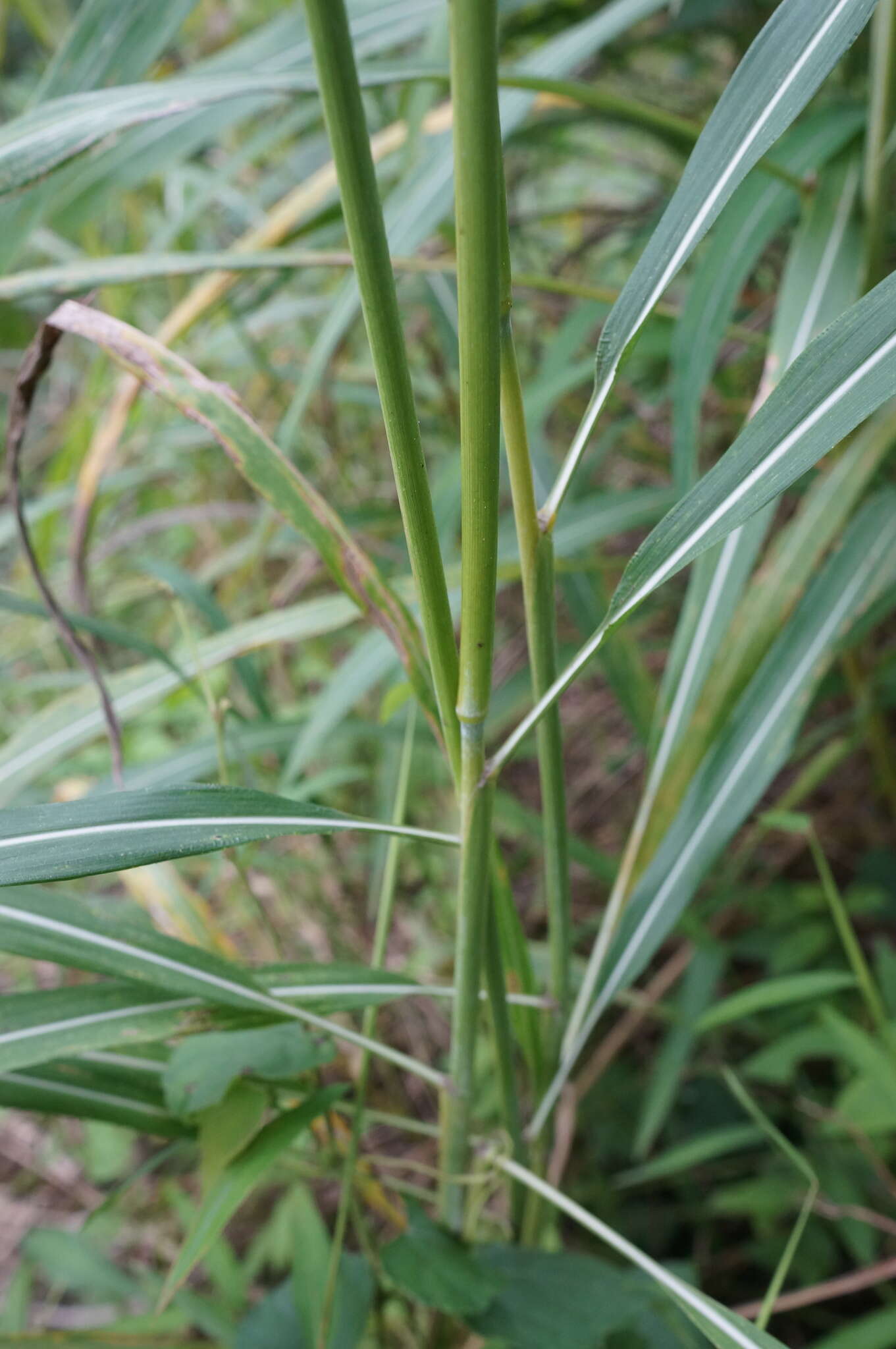 Image of Spodiopogon cotulifer (Thunb.) Hack.