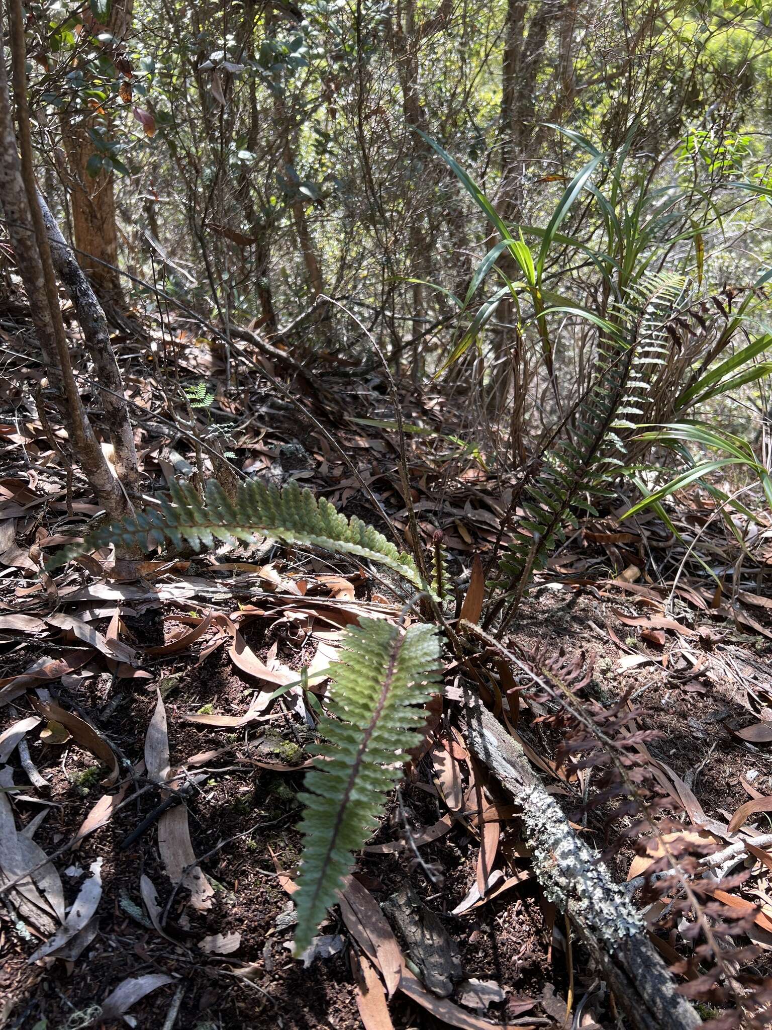 Image of Lacy Spleenwort