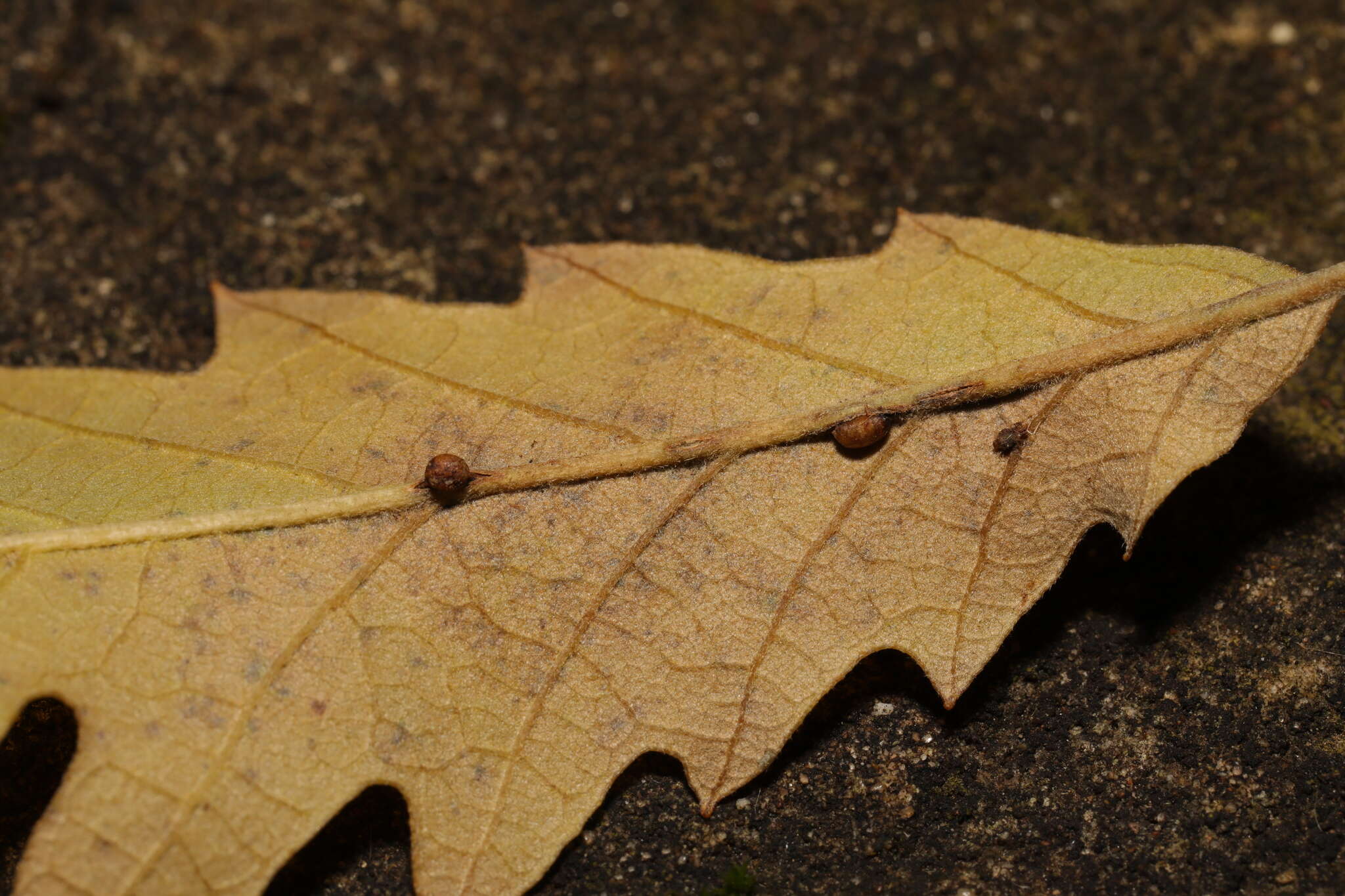 Imagem de <i>Pseudoneuroterus saliens</i>