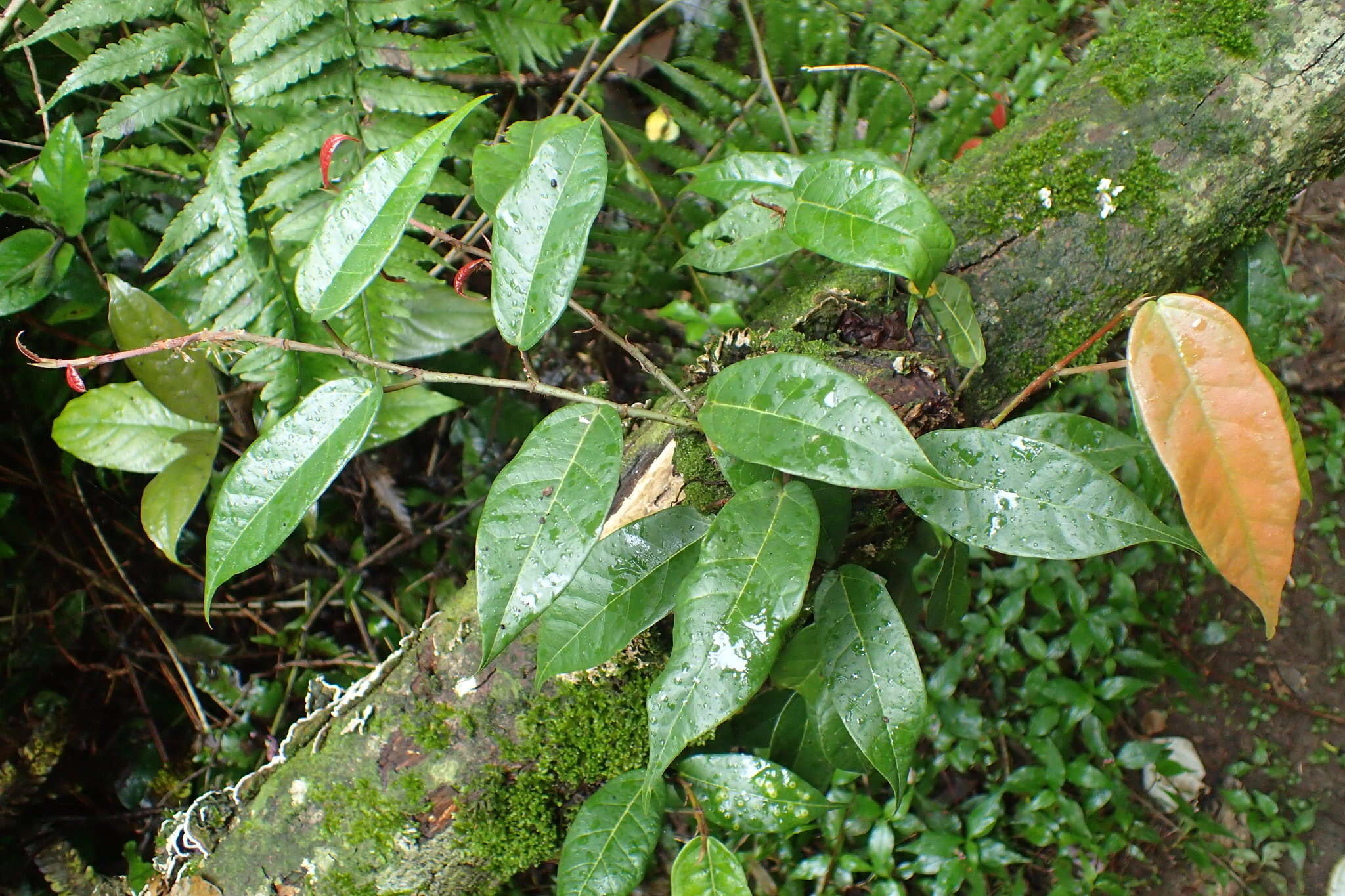 Image of Ficus sarmentosa var. nipponica (Franch. & Savatier) Corner