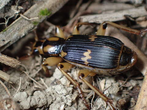 Image of Pheropsophus (Stenaptinus) javanus (Dejean 1825)