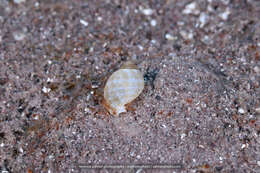 Image of Atlantic partridge tun