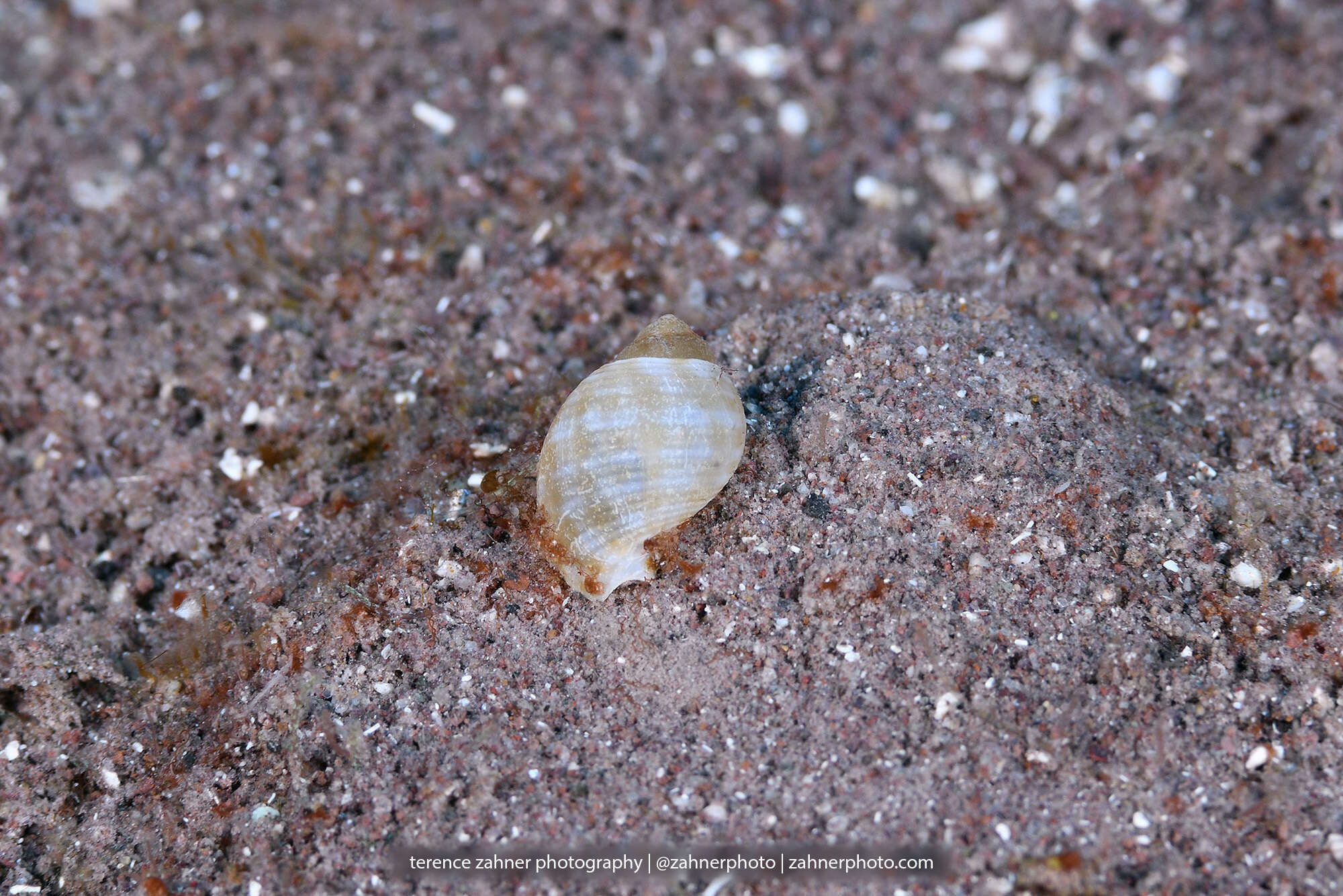 Image of Atlantic partridge tun