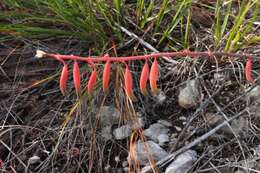 Слика од Gasteria polita van Jaarsv.