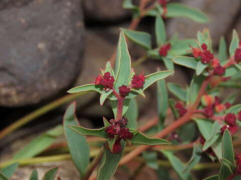 Sivun Euphorbia thinophila Phil. kuva