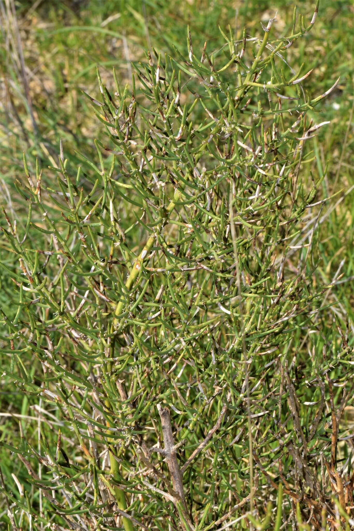 Image of Asparagus horridus L.