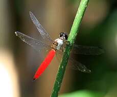 Image of Lyriothemis biappendiculata (Selys 1878)