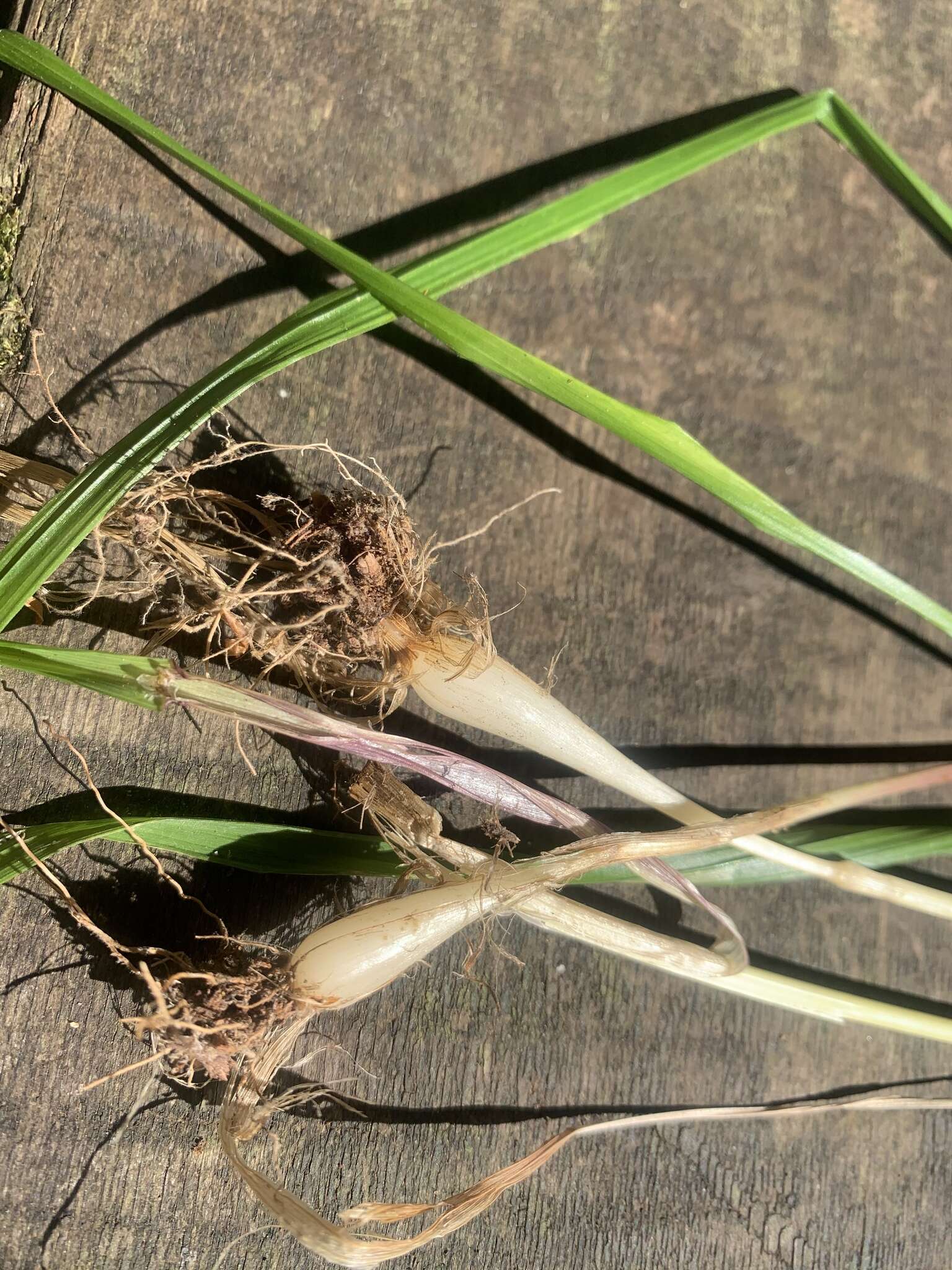 Image of Alaska oniongrass