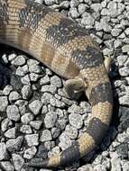 Image of Western blue-tongued lizard