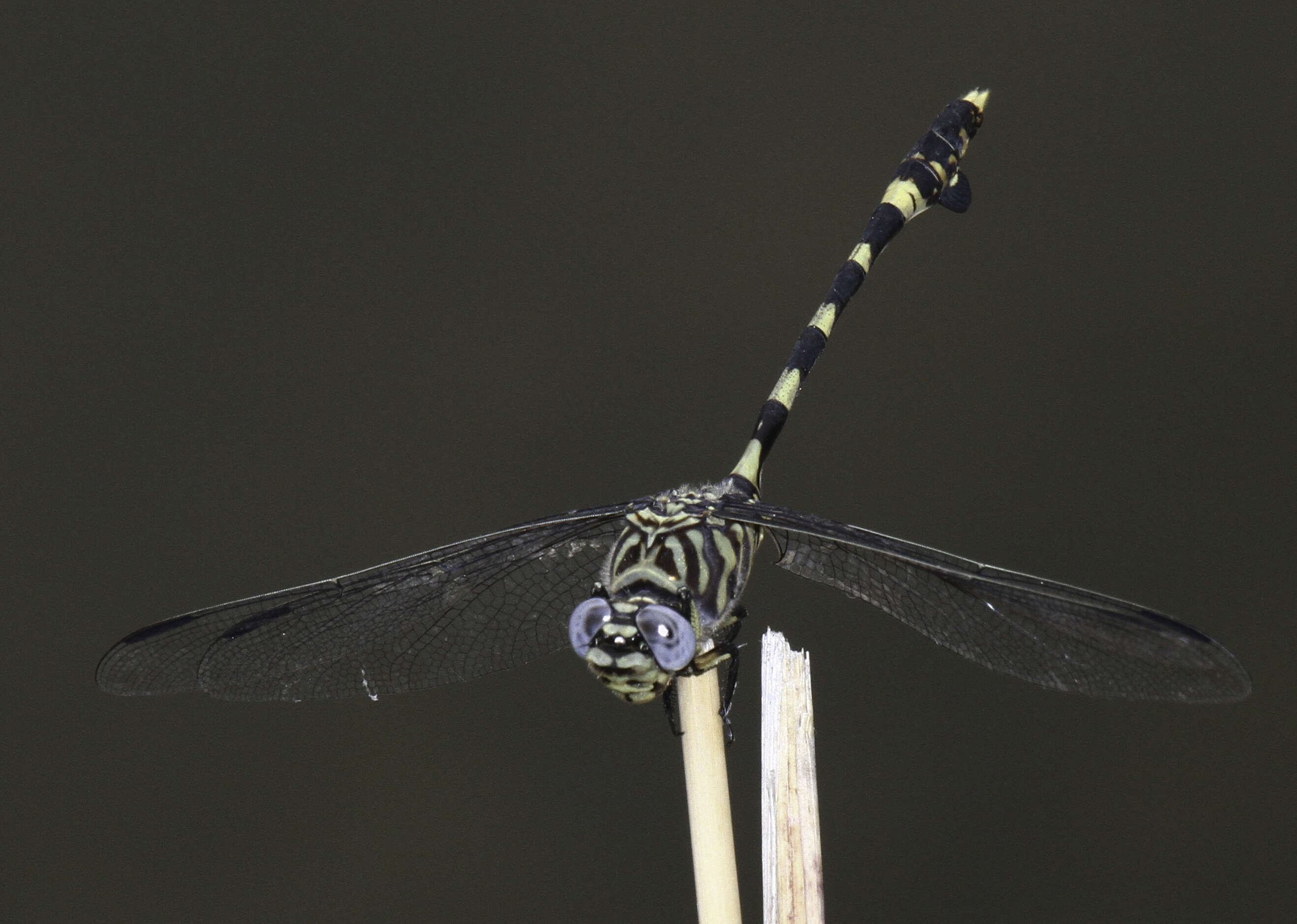 صورة Ictinogomphus ferox (Rambur 1842)