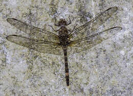 Image of Flecked Wall-skimmer