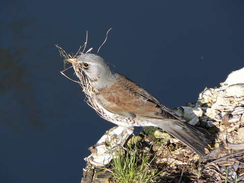 Image of Fieldfare