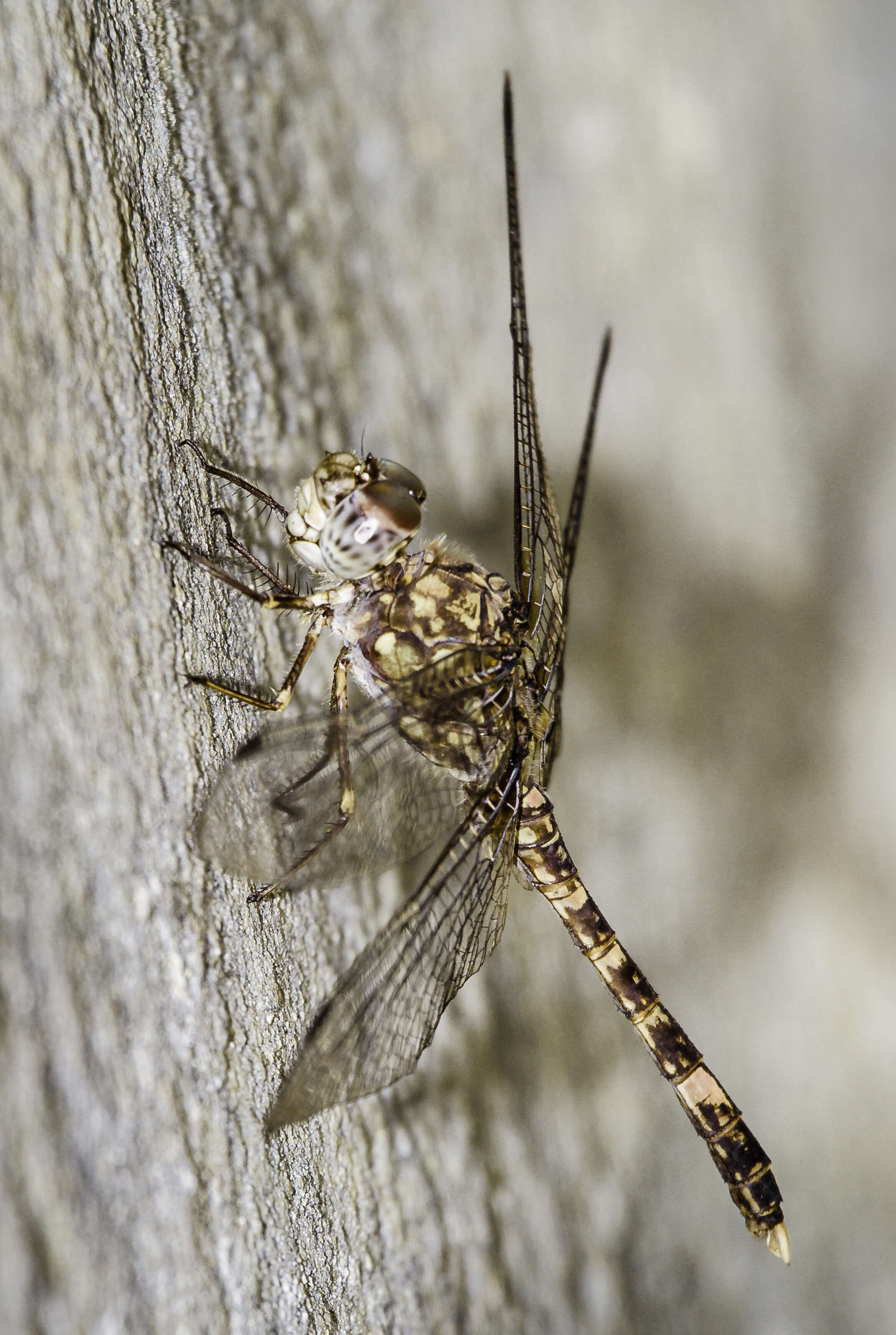 Image of Flecked Wall-skimmer