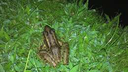 Image of Peralta frog