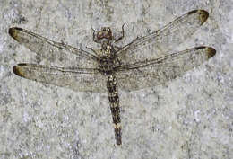 Image of Flecked Wall-skimmer