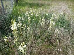 Imagem de Camassia leichtlinii subsp. leichtlinii