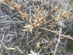 Imagem de Oenothera villosa Thunb.