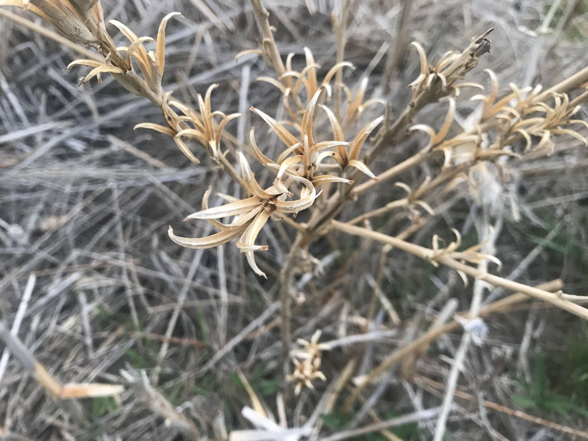 Imagem de Oenothera villosa Thunb.