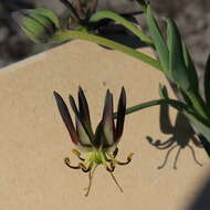 Image of Ornithoglossum viride (L. fil.) Dryand. ex W. T. Aiton