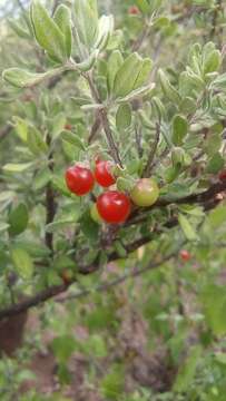 Image of Texan goatbush