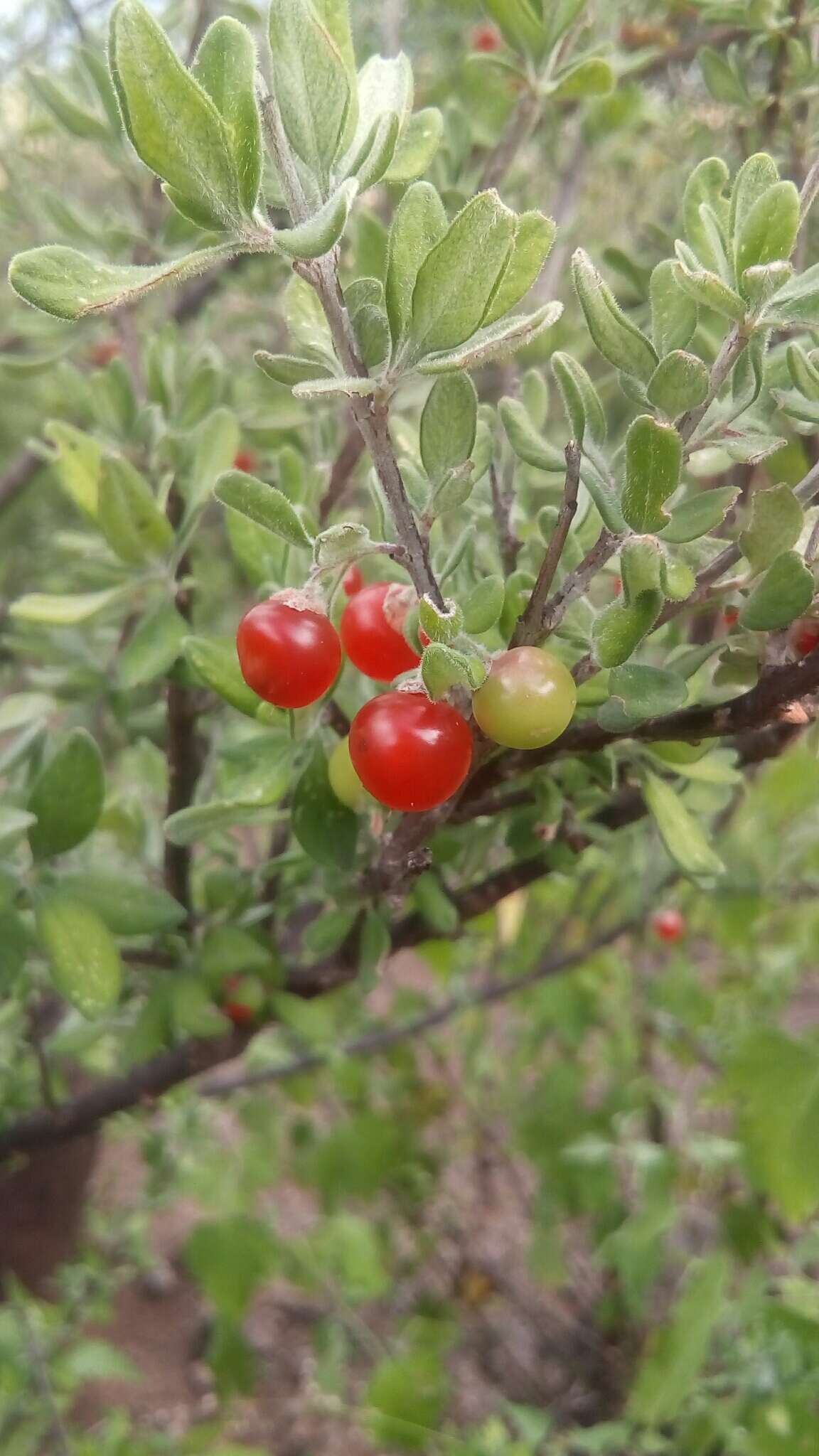 Imagem de Castela erecta subsp. texana (Torr. & A. Gray) Cronquist