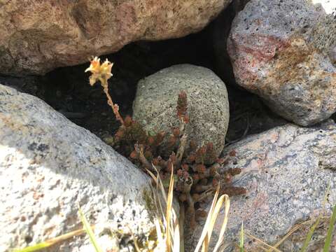 Image of Sedum ignescens Pino & Montesinos