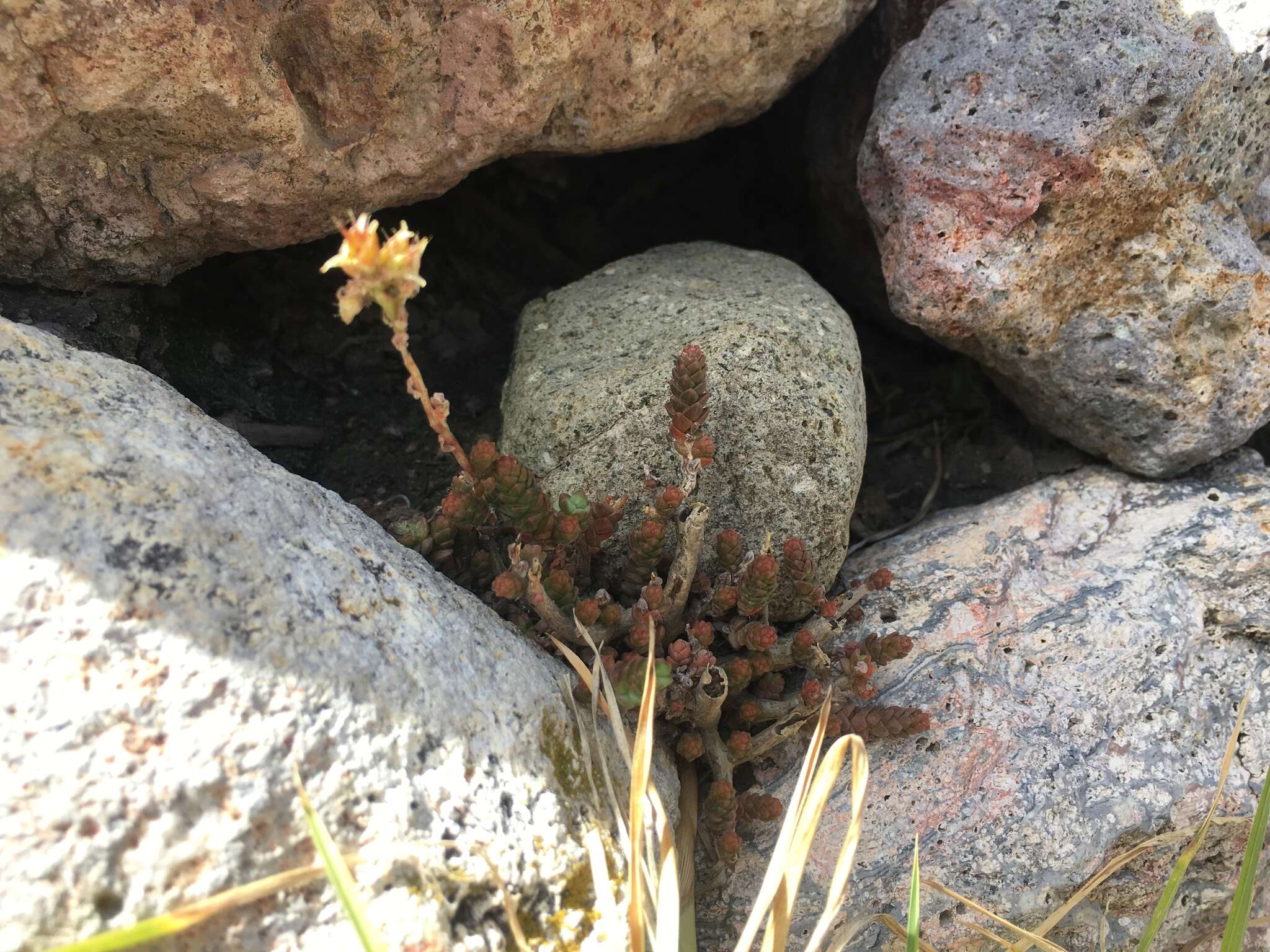 Sivun Sedum ignescens Pino & Montesinos kuva