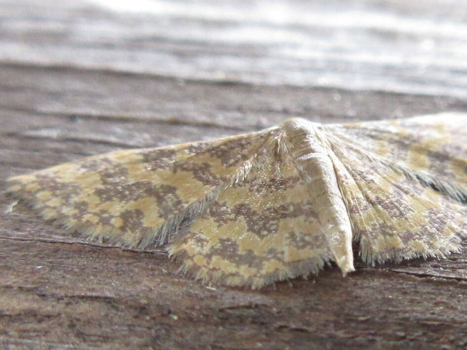 Image of Idaea auricruda Butler 1879