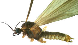 Image of Molophilus barringtonensis