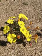 Image of Kern County evening primrose