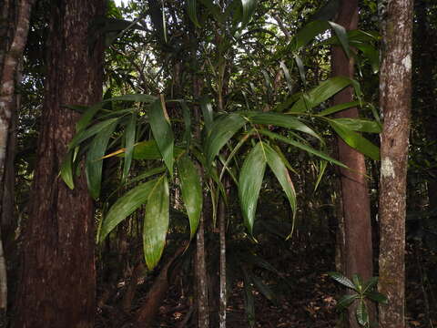 Image of Basselinia pancheri (Brongn. & Gris) Vieill.