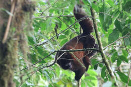 Image of Woolly monkey