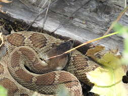 Image of Crotalus oreganus oreganus Holbrook 1840