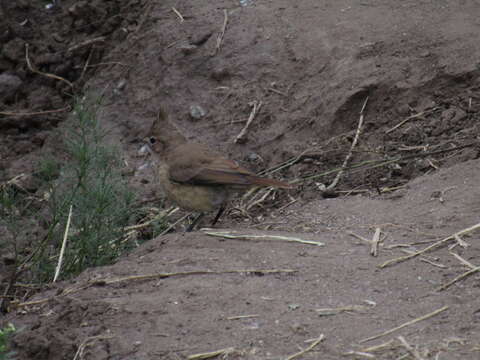 Image of Crested Hornero