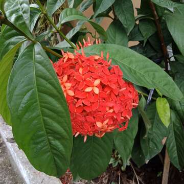 Imagem de Ixora chinensis Lam.