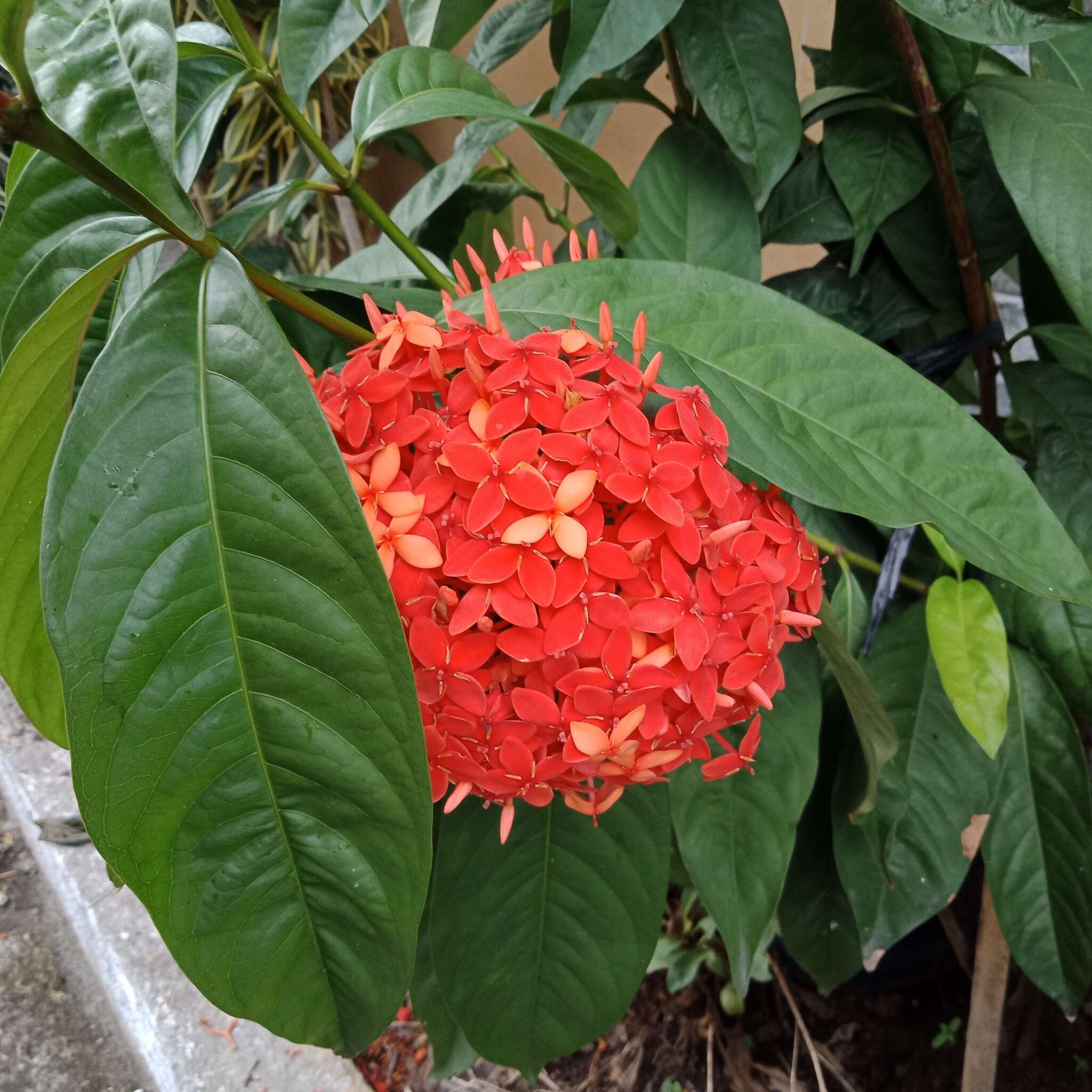 Ixora chinensis Lam. resmi