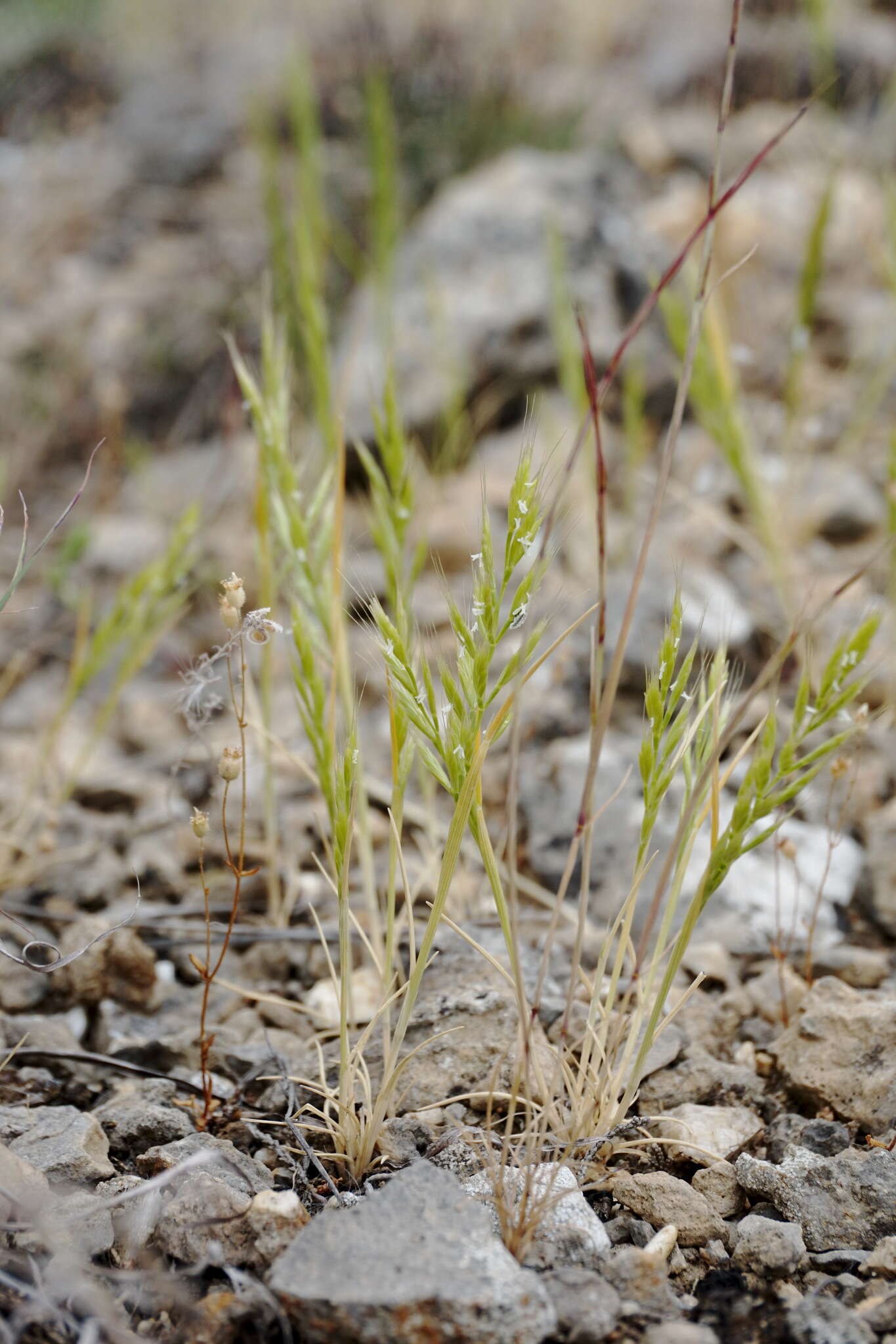 Image of Ventenata macra (Steven ex M. Bieb.) Balansa ex Boiss.