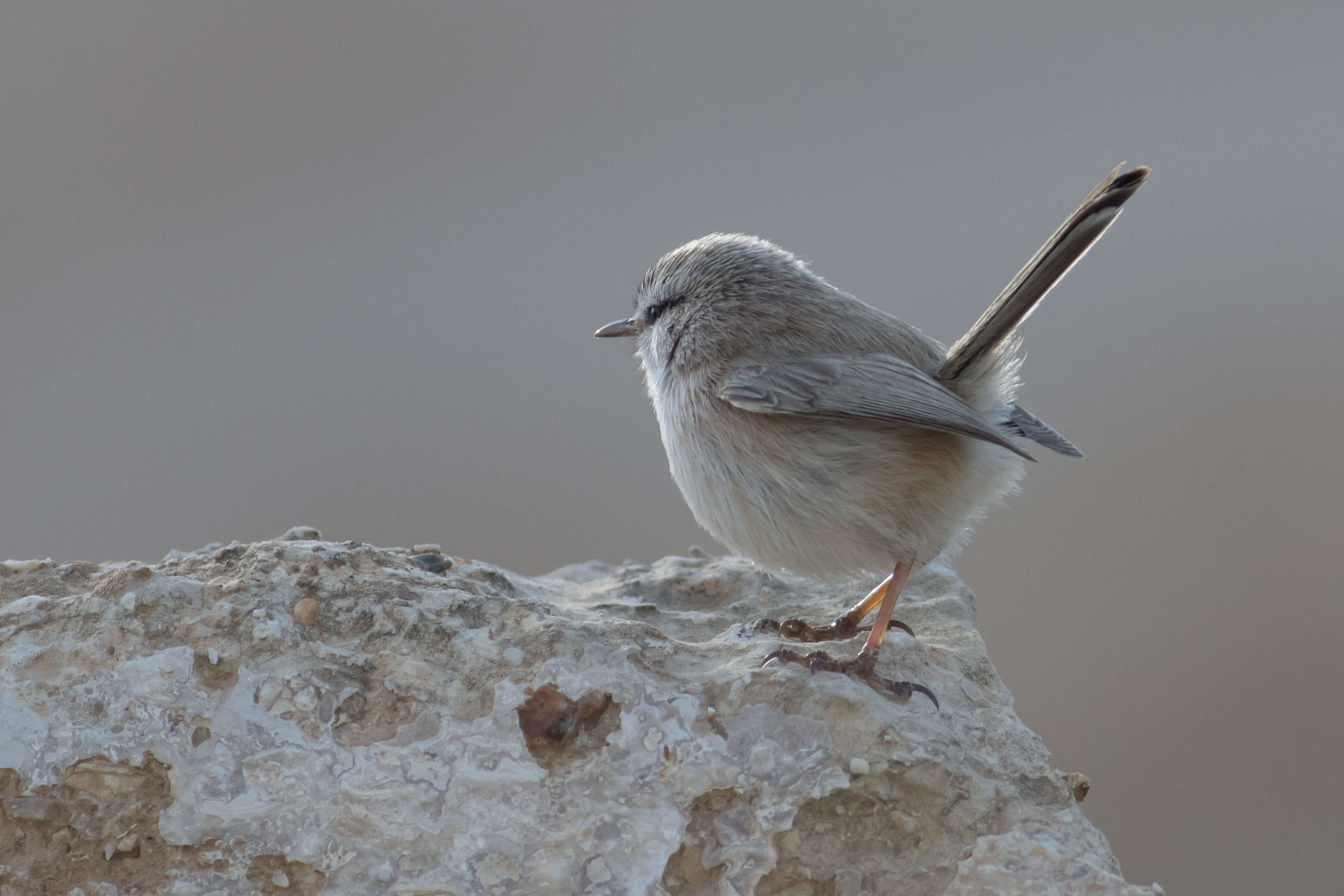 Image de Scotocercidae